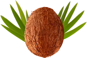 Whole Coconutwith Green Leaves PNG Image