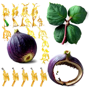 Whole Fig Clipart Png 18 PNG Image