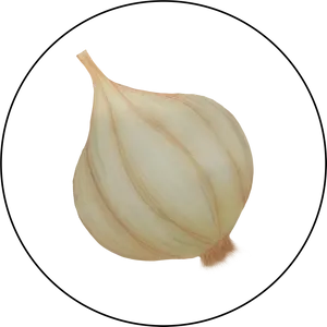 Whole Garlic Illustration.png PNG Image