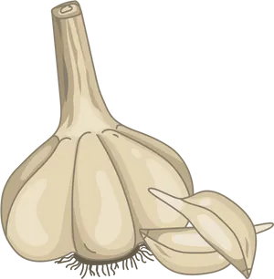 Wholeand Clove Garlic Illustration PNG Image