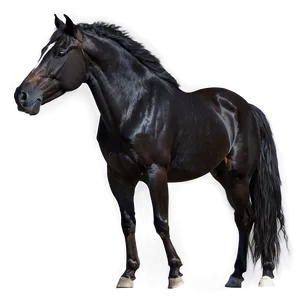 Wild Black Mustang Image Png Pql84 PNG Image