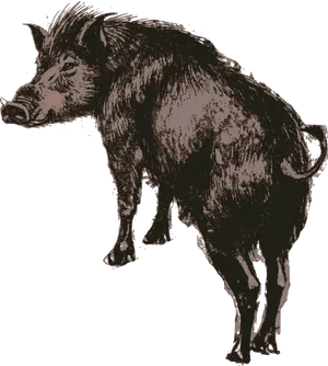 Wild Boar Illustration.png PNG Image