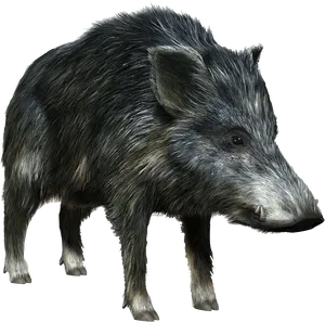 Wild Boar Illustration.png PNG Image