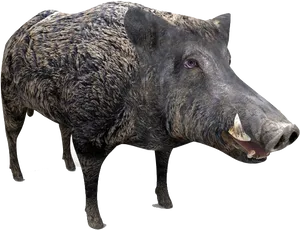 Wild Boar Isolated.png PNG Image