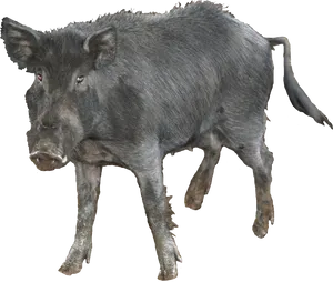 Wild Boar Isolatedon Transparent Background PNG Image