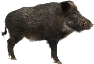 Wild Boar Profile Image PNG Image