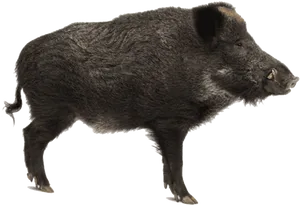 Wild Boar Profile Image PNG Image