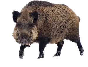 Wild Boar Standing Transparent Background.png PNG Image