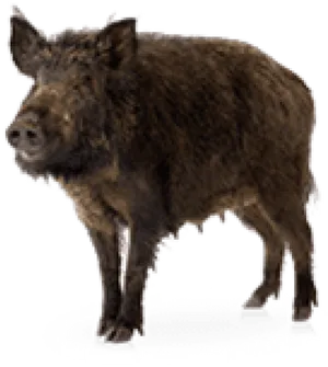 Wild Boar Standing Transparent Background.png PNG Image