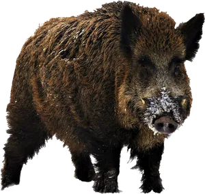 Wild Boarwith Snowon Snout.png PNG Image