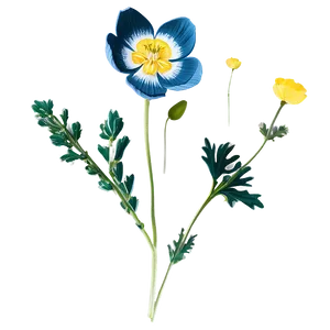 Wild Buttercup Illustration Png 06252024 PNG Image