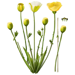 Wild Buttercup Illustration Png 67 PNG Image