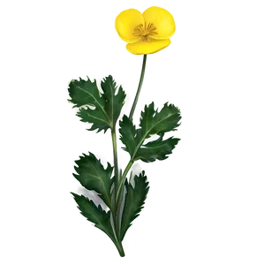 Wild Buttercup Illustration Png Ttd66 PNG Image