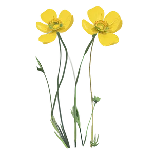 Wild Buttercup Illustration Png Xks PNG Image