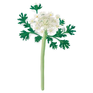 Wild Carrot Png Wun79 PNG Image