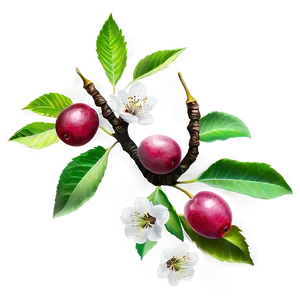 Wild Cherry Tree Png 06212024 PNG Image