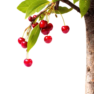 Wild Cherry Tree Png Olk PNG Image