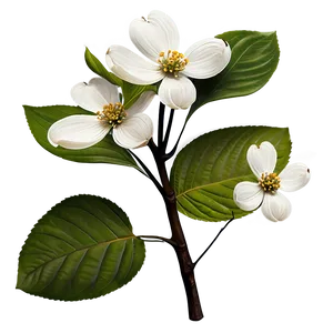 Wild Dogwood Flowers Png 37 PNG Image