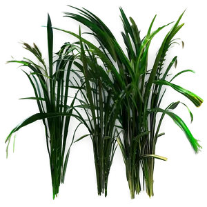 Wild Grass A PNG Image