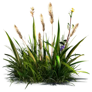 Wild Grass Blades Png Tit PNG Image