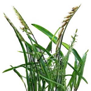 Wild Grass Close-up Png Yht PNG Image