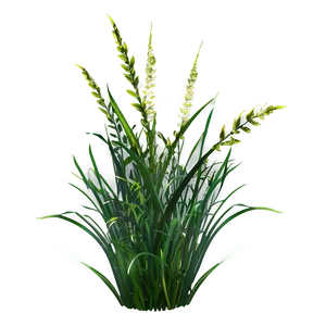 Wild Grass D PNG Image