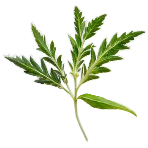 Wild Herb Png 69 PNG Image