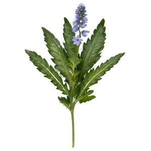 Wild Herb Png Qsw PNG Image