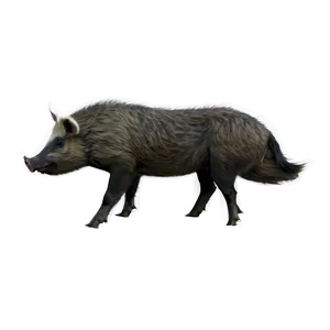 Wild Hog Png 06252024 PNG Image