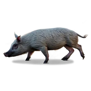 Wild Hog Png 06252024 PNG Image