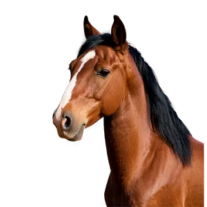 Wild Horse Photos Png 1 PNG Image