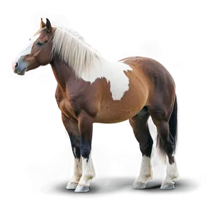 Wild Horse Photos Png Aao PNG Image