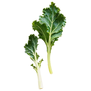 Wild Kale Png 06252024 PNG Image