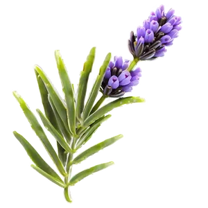 Wild Lavender Plant Png 44 PNG Image