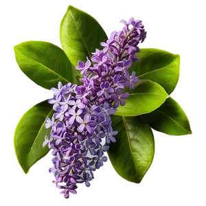 Wild Lilac Png Kvb PNG Image