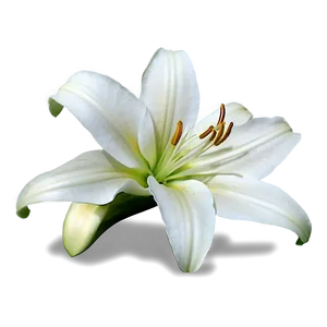 Wild Lily Flower Png Ypy17 PNG Image