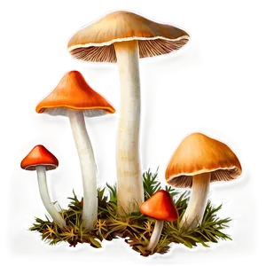 Wild Mushrooms Png 49 PNG Image