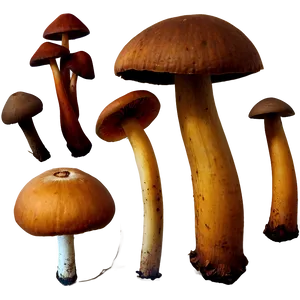 Wild Mushrooms Png Hxf58 PNG Image