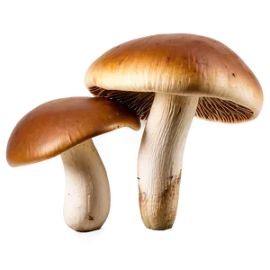 Wild Mushrooms Png Snm16 PNG Image