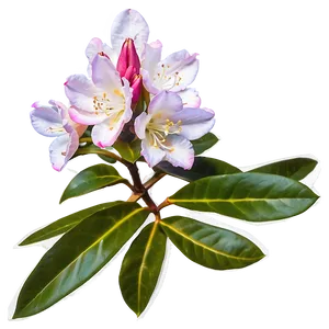 Wild Rhododendron Png Oqh PNG Image