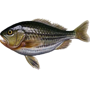 Wild River Fish Png Gpd PNG Image