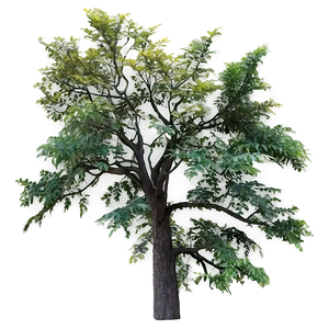 Wild Tree Top View Png Slg8 PNG Image