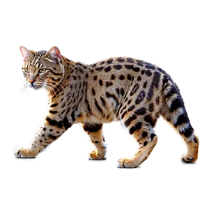 Wildcat B PNG Image