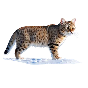 Wildcat In Snow Png Kpm PNG Image