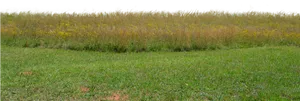 Wildflower_ Meadow_ Edge PNG Image