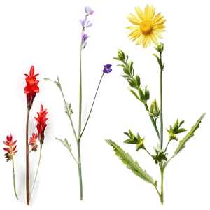 Wildflower Natural Beauty PNG Ind PNG