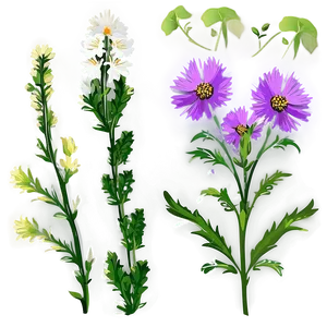 Wildflower Natural Beauty PNG Sve PNG