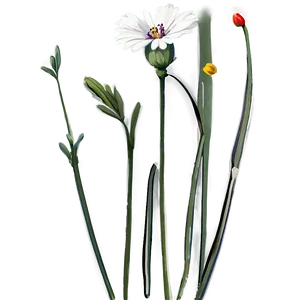 Wildflower Stem Png Vbj PNG Image