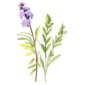 Wildflower Transparent Illustration Png Kjn PNG Image