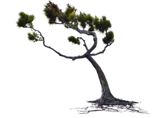 Wind Swept Tree Silhouette PNG Image